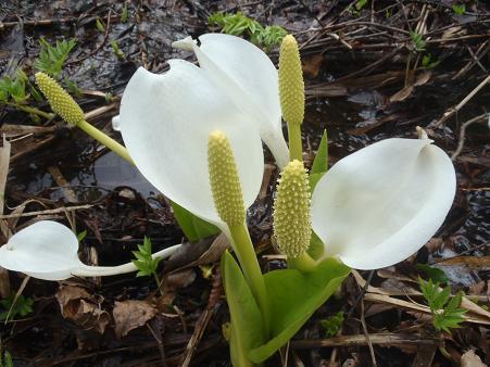 ミズバショウ.jpg