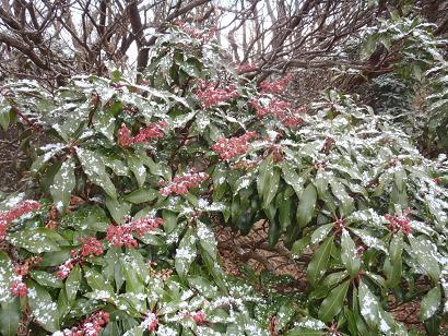 山頂のアセビに積もったあられ。.jpg
