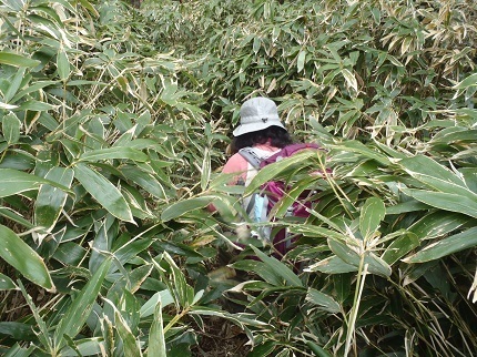 背丈以上の笹藪の登山道.jpg